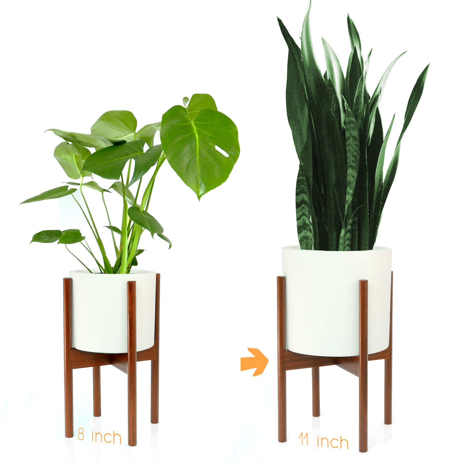 Best living room tree plants