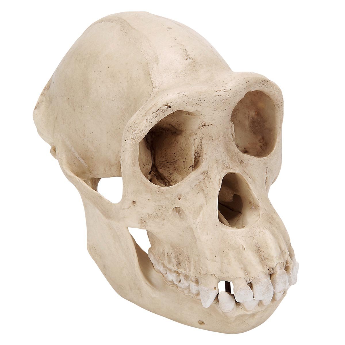 3B Scientific VP760/1 Chimpanzee Skull (Pan Troglodytes) Model, Female, Replica