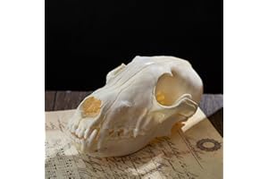 VESPERHYME Real Animal Skulls - Unique Collectible Gifts of Real Animal Taxidermy for Science Education 1PCS (Fox Skull)