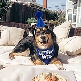 Fantasyon Dog Birthday Hat and Bandana Set Blue Reusable Party Accessory view 3
