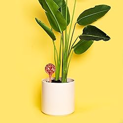 Blazin Self Watering Bulbs for Plants | Automatic