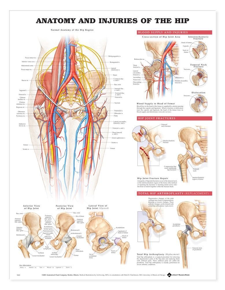 Anatomical Chart Anatomy and Injuries of the Hip