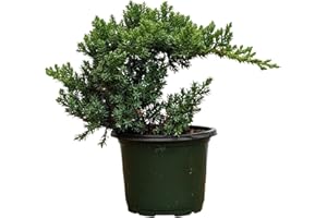 BONSAI OUTLET Healthy Juniper Outdoor Bonsai Tree - Easy to Care for, Responds Well to Wiring and Reshaping, Strictly an Outdoor Tree (Not Sold in California)