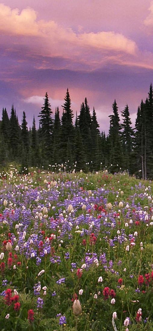 PeelitStickit, Beautiful Nature Wall Murals, ID-1320, vinyl, Multi-colour
