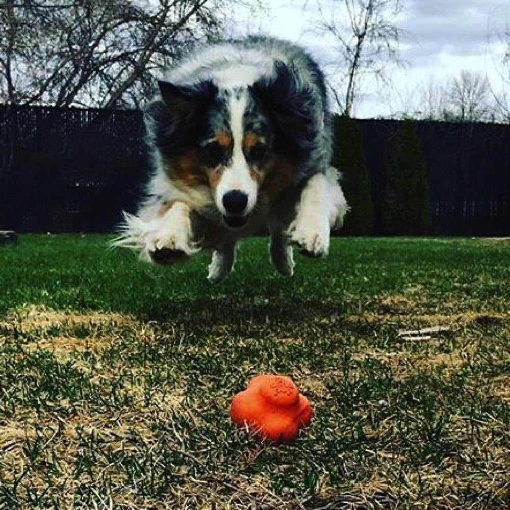crazy bouncing ball for dogs