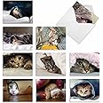 The Best Card Company - 10 Adorable Blank Cat Cards (4 x 5.12 Inch) - Cute Pet Kittens, Assorted Bulk Notecard Set - Cat You 