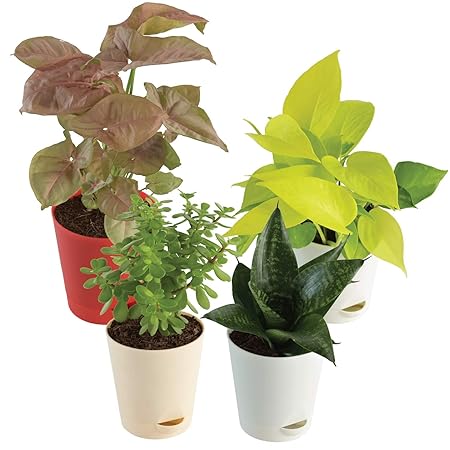 Ugaoo Indoor Plants for Home with Pot- Money Plant Golden, Jade Mini, Sanseveria Green, Syngonium Pink