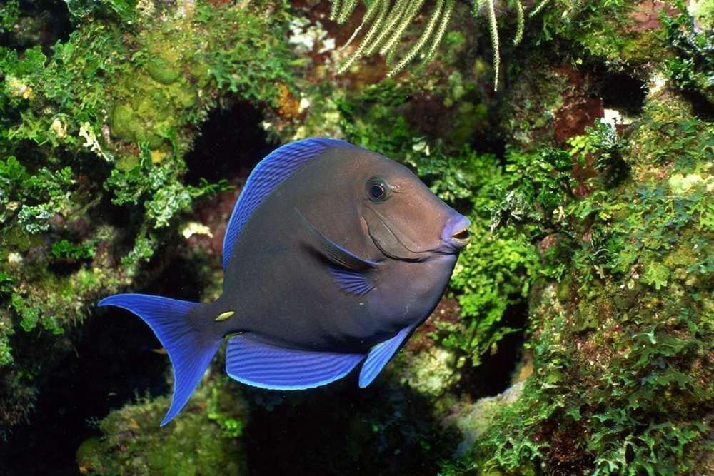 Eric434Keats Aquarium Fish -Art Picture Poster Photo Print Canvas Prints Wall Art Home Decor - 16"X24"