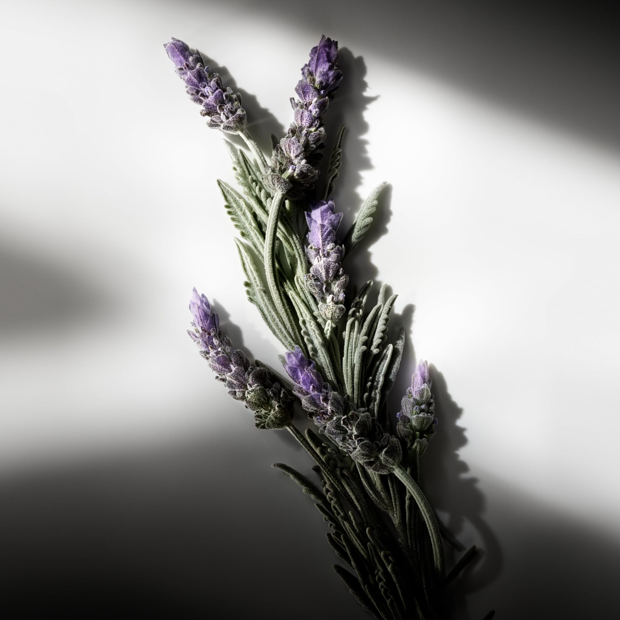 RALPH LAUREN FRAGRANCES - Ralph's Club - Eau de Parfum - Men's Cologne - Woody & Fresh - With Lavandin, Sage, Vetiver, and Cedarwood - Medium Intensity