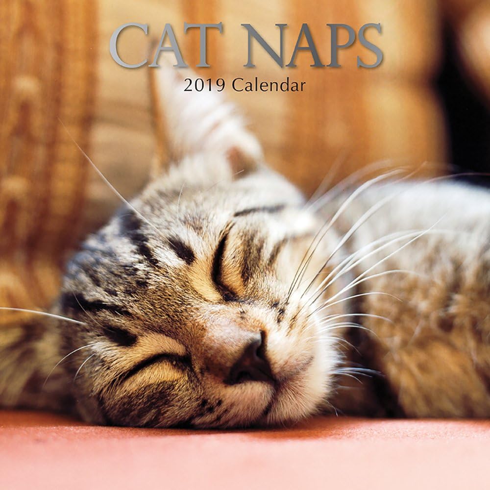 2019 Cat Naps 12 x 12 Wall Calendar Amazon.co.uk Office Products