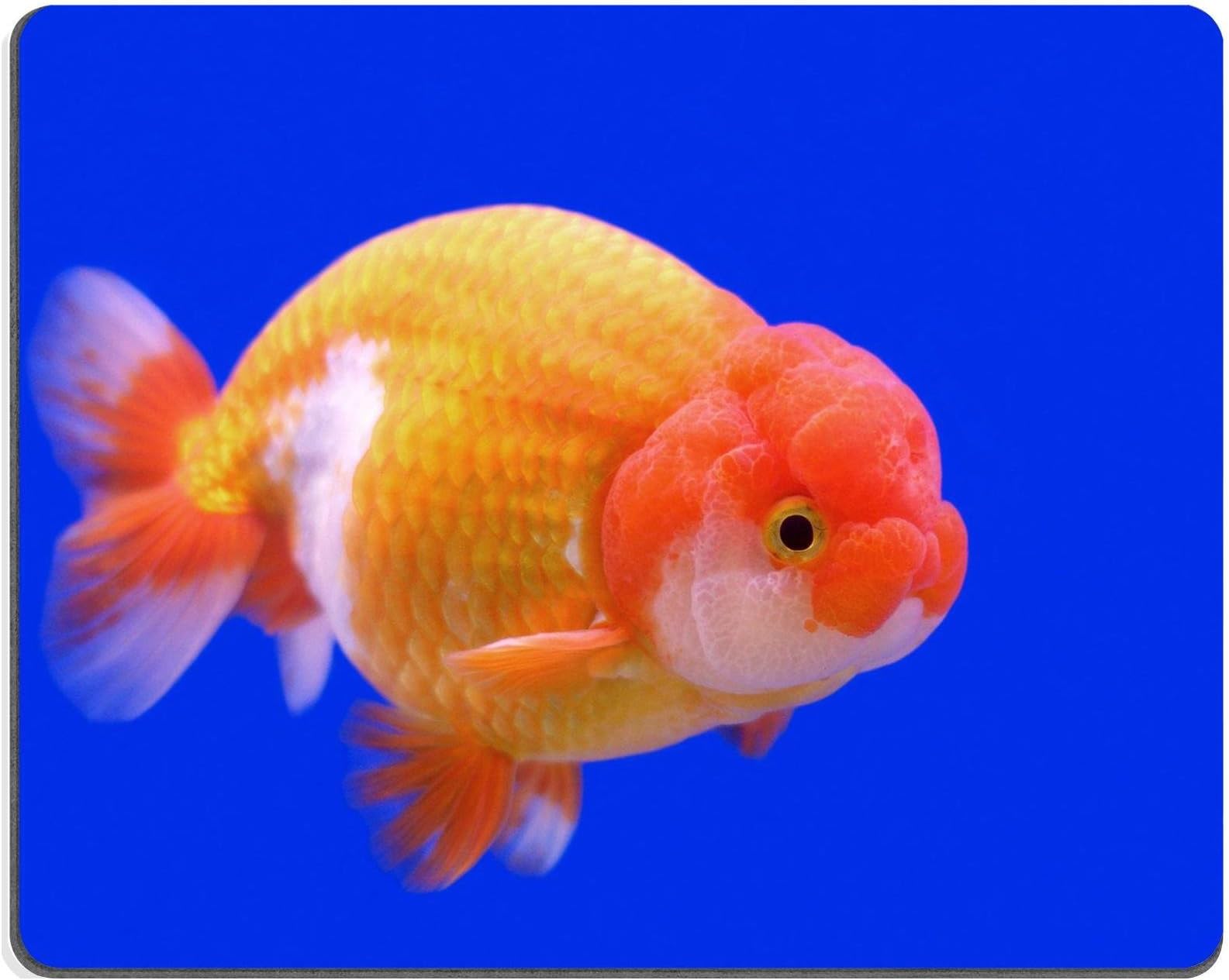 Luxlady Gaming Mousepad IMAGE ID: 38581348 beautiful ranchu or lion head goldfish in fish tank