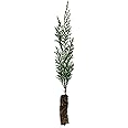 Port Orford Cedar | Small Tree Seedling | The Jonsteen Company