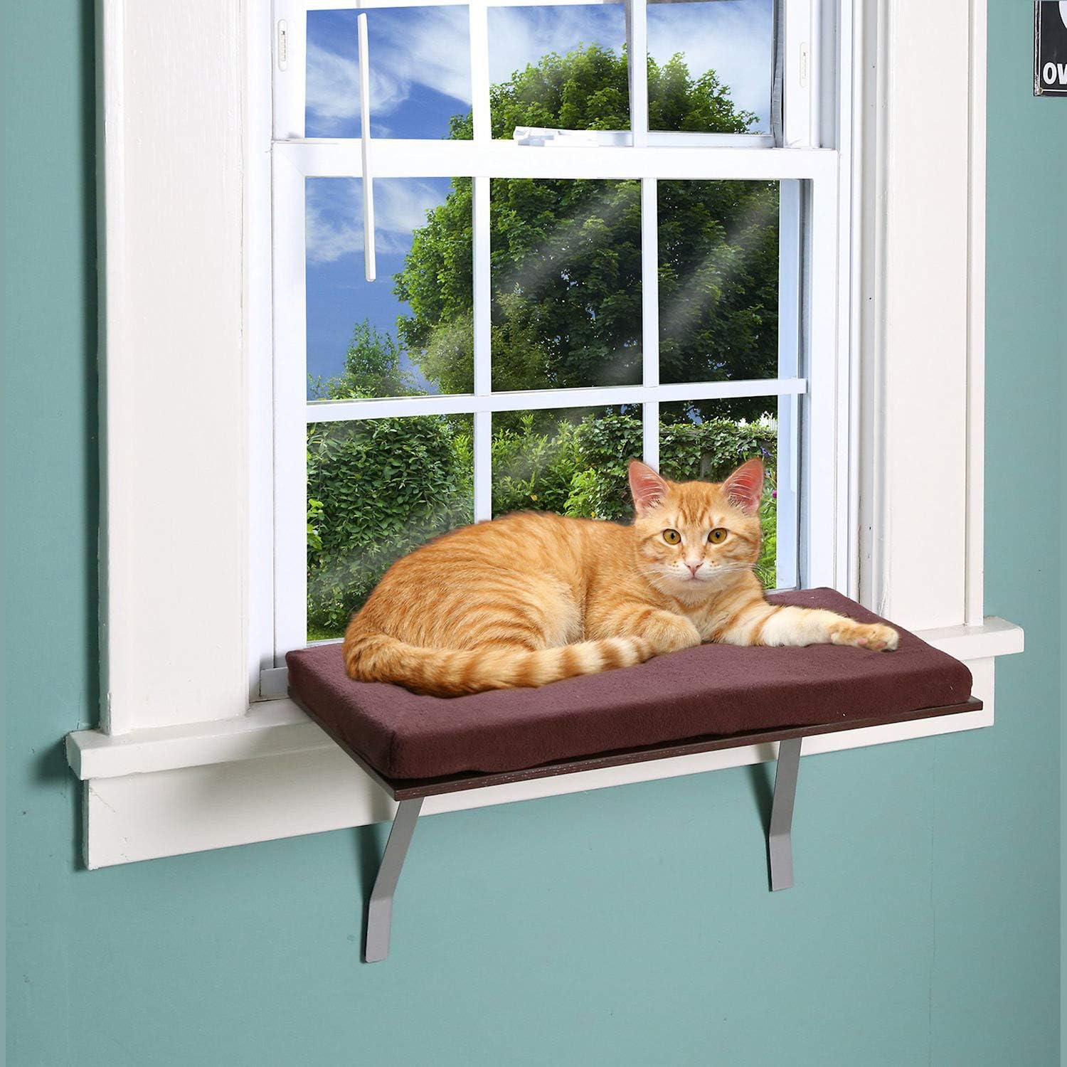 Pet Store Cat Window Perch : Pet Supplies