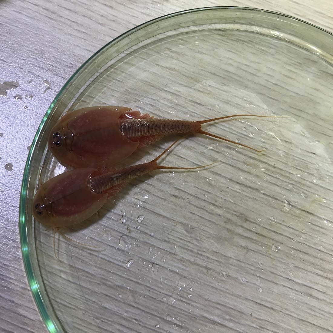 GreenWaterFarm Triops Red Longicaudatus Eggs for Hatching and Culture Suitable to be Pet and Science Project (Pure 200 Eggs)