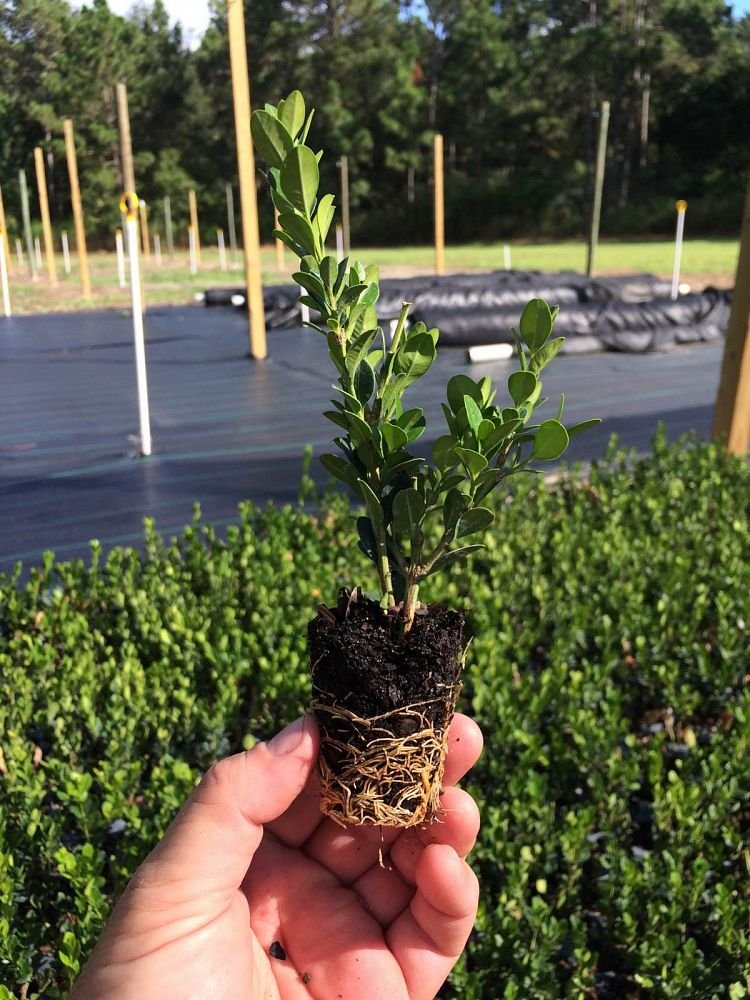 Winter Gem Boxwood 3 Live Plants 2&quot; Pot Size Buxus