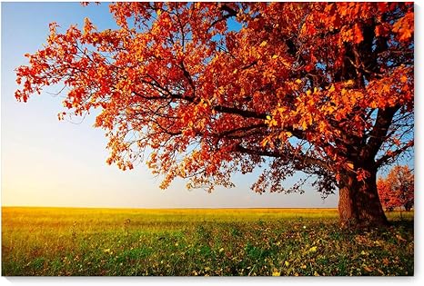 Amazon 絵画 壁画の風景画 現代絵画 秋の森アートパネル インテリアアート 現代の山の風景写真家の装飾リビングルームの寝室 木枠付きの完成品 50x75cmx1枚 置物 オブジェ オンライン通販