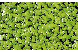 Aquatic Discounts - 100+ Live Duckweed – Vibrant Green Floating Plants for Aquariums, Ponds, aquaponics! Great Food for KOI, Goldfish, Turtles, Cichlids! Improves Water Quality! Buy 2 G E T 1 Free!