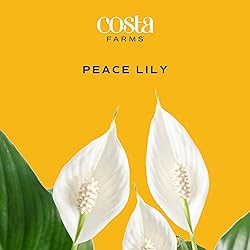 Costa Farms Peace Lily, Live Indoor Plant with
