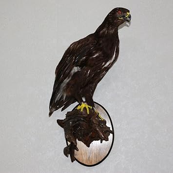 Golden Eagle Taxidermy Bird Mount Taxidermied Mounted
