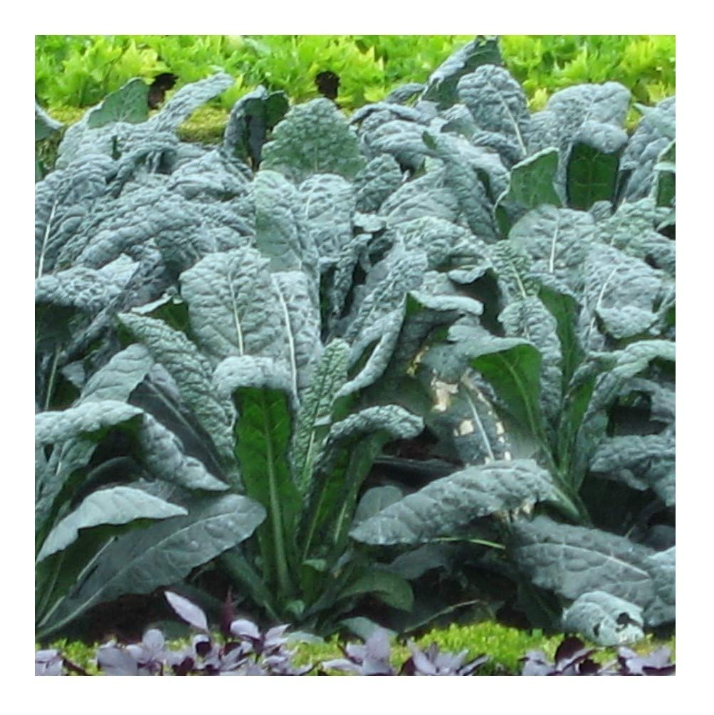 PREMIER SEEDS DIRECT - Kale Seeds - Borecole - Nero DI Toscana - Black Tuscan - 500 Seeds (Organic/BIO)