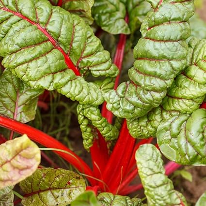 Acelga roja