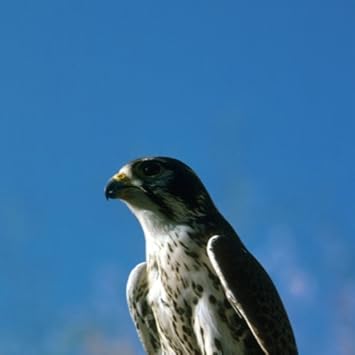 Amazon Com Peregrine Falcon Wallpaper Hd Wallpapers Of