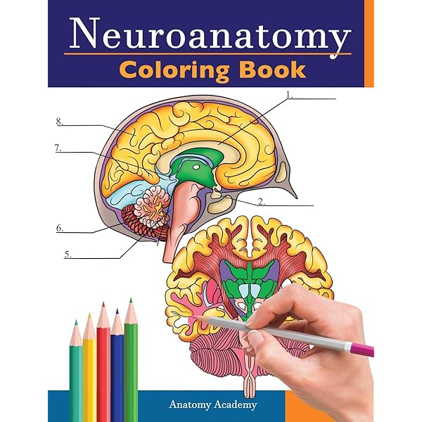 Featured image of post Blank Brain Coloring Sheet