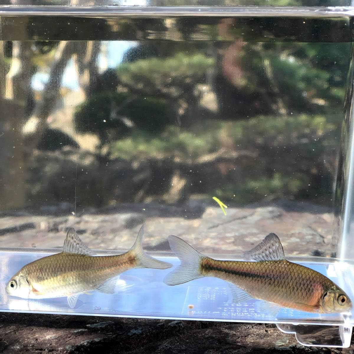 Amazon 淡水魚 タナゴ マタナゴ 3匹 生体 川村淡水魚販売 観賞魚 水中生物 通販