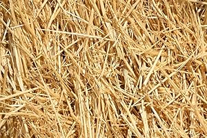 KELA TIPI Wheat Straw 100% Natural Soft Dry Straw Bale for Animal Bed Dogs Cats Poultry and Grass Cover Garden Mulch (Yellow, 1LB)