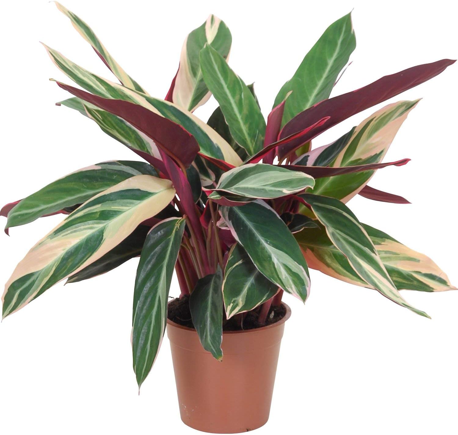 Tricolor Stromanthe Prayer Plant Live Plant in an 6 Inch