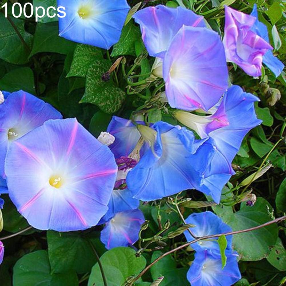 Flower Seeds, Plant Seeds, yanQxIzbiu 100Pcs Petunia Seeds Morning Glory Ornamental Climbing Flower Plant Garden Decor - Petunia Seeds