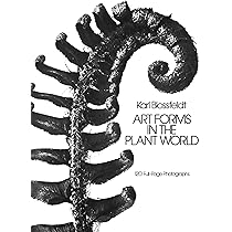 Karl Blossfeldt: Masterworks: Blossfeldt, Karl