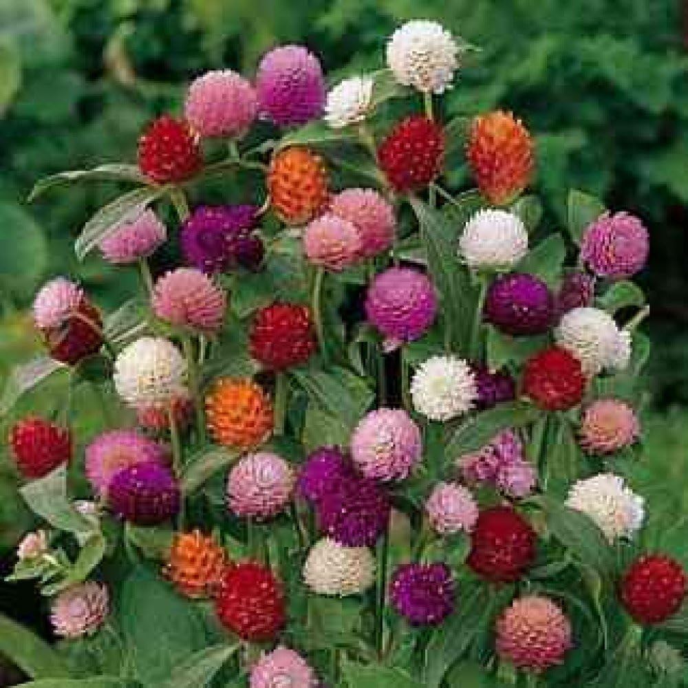 Nelesa Gardening Gomphrena Mixed Colour Flower Seeds 50 seeds