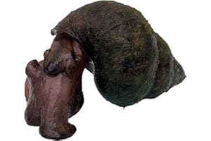 Toledo Goldfish Live Trapdoor Snails, Perfect for Ponds, Aquariums, or Tanks - 50 Count