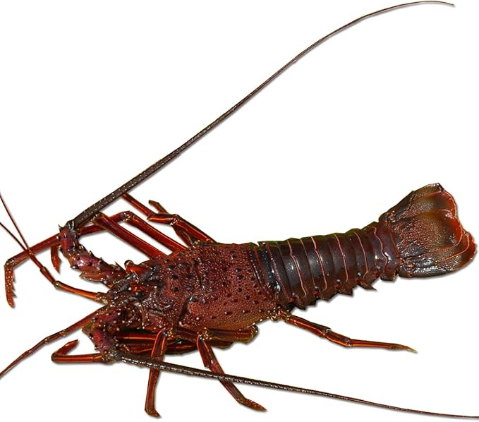 Amazon お祝いに 天然 大サイズ 活き伊勢海老 伊勢エビ 1尾 藤水産加工 エビ 通販