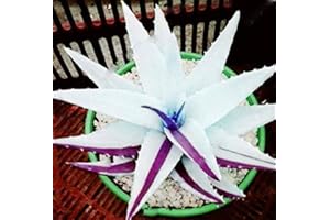 CHUXAY GARDEN White Purple Aloe Vera Plant Seed 120 Seeds Purify Air Repair Skin Useful Herb Plant Beautiful Potted Plants Wonderful Choice for Garden