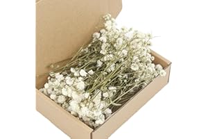 Set of 50 Everlasting White Baby’s Breath Dried Flower Floral Stems for Wedding Decoration and Handmade Baby S Breath White G