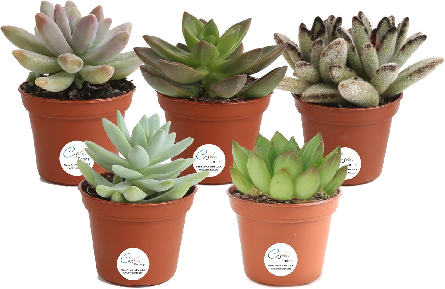 Pack of Succulents Plants