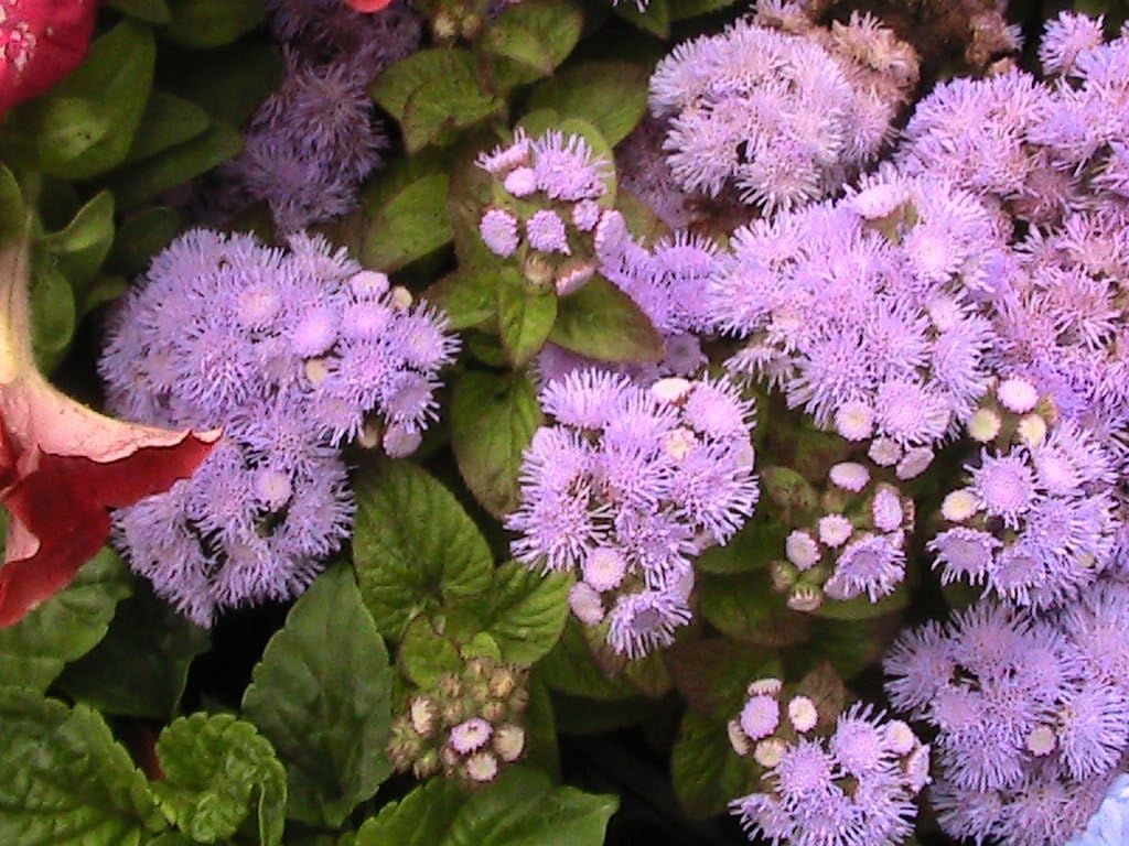 50 BEDDING PLANT PLUG PLANTS FOR £6.99 Amazon.co.uk Garden & Outdoors