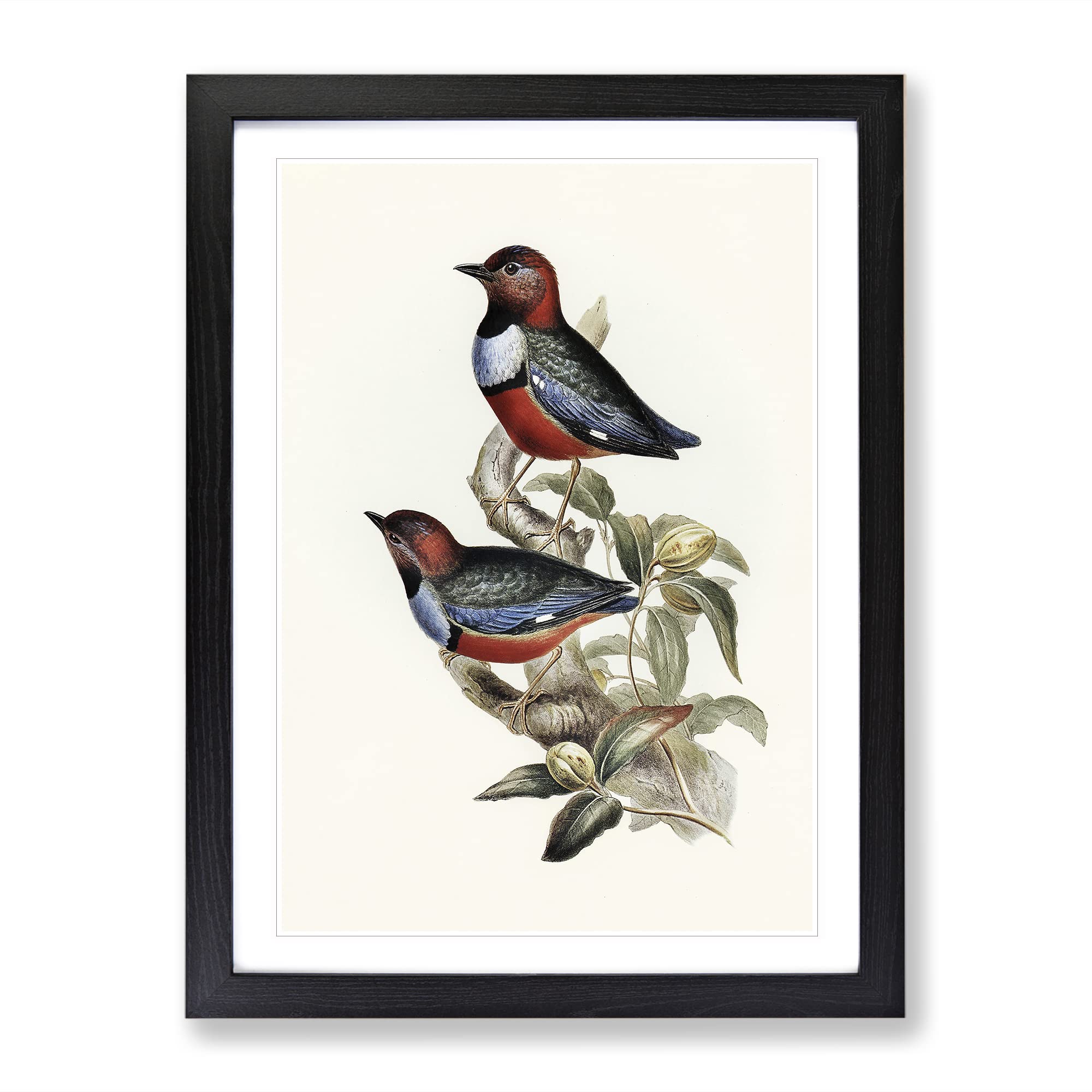 Macklot'S Pitta Birds By Elizabeth Gould Vintage Framed Wall Art Print, Ready to Hang Picture for Living Room Bedroom Home Office Décor, Black A3 (34 x 46 cm)