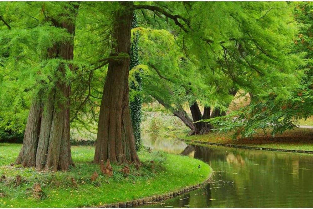 10 Metasequoia Glyptostroboides Dawn Redwood Tree Prehistoric Living Fossil Seeds #SRP99