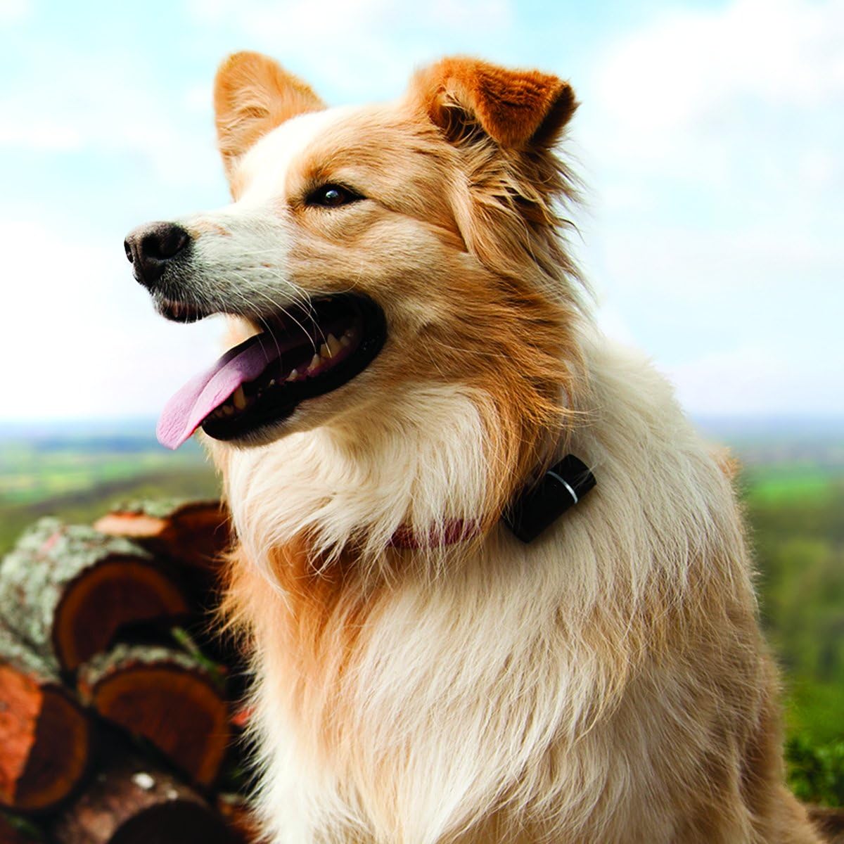 pod 3 dog tracker uk