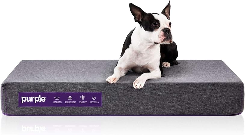 purple orthopedic dog bed
