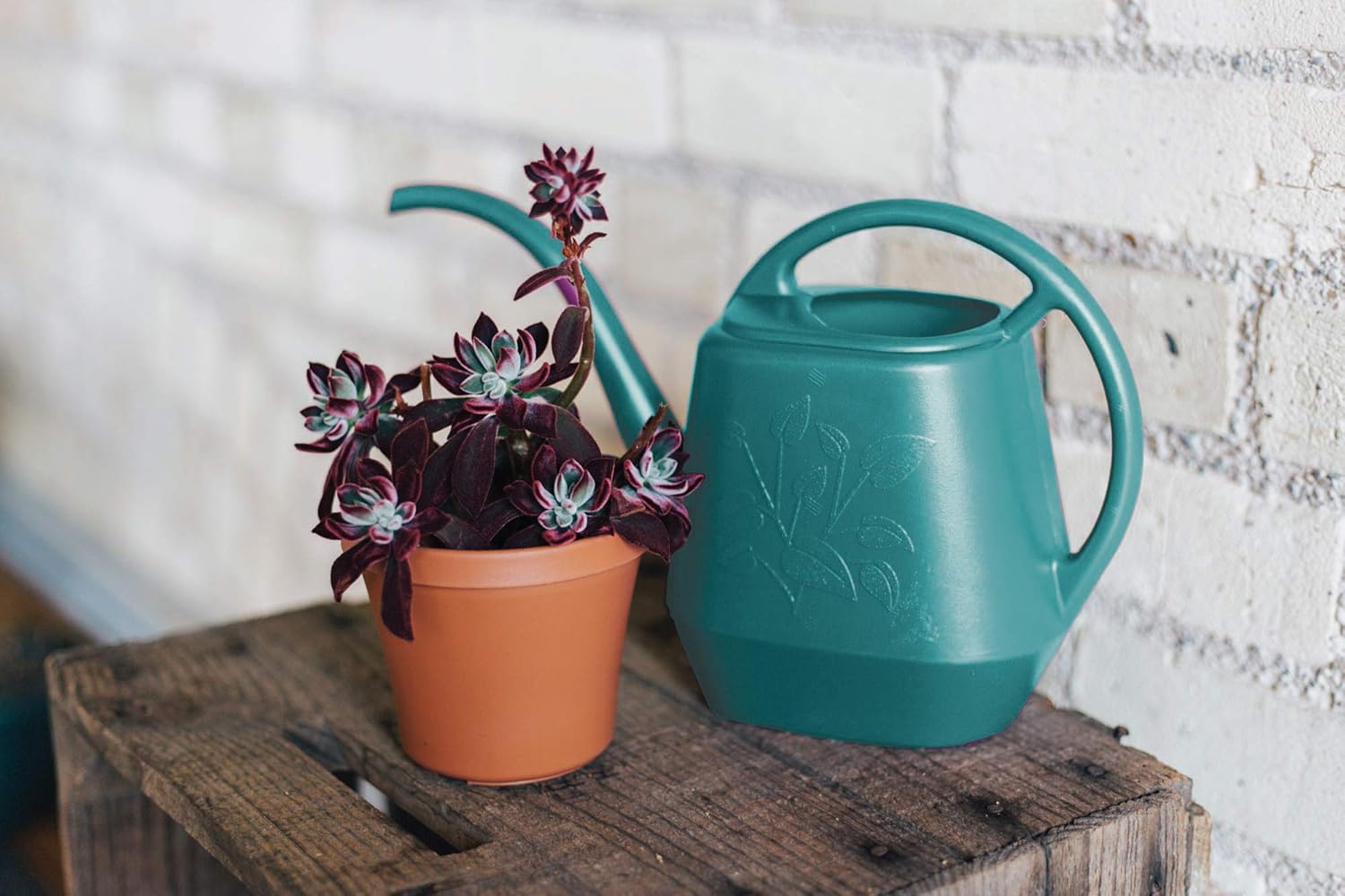 Bloem Aqua Rite Watering Can, 56 oz, Peppercorn (AW21-60) : Garden & Outdoor