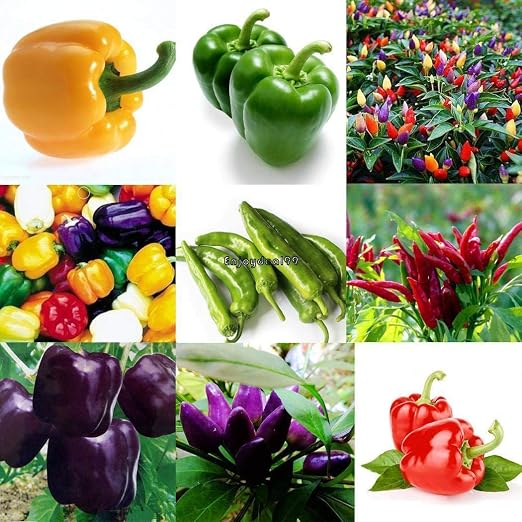 AGROBITS Amarillo: en Forma de Linterna 50P Huerto Semillas de ...