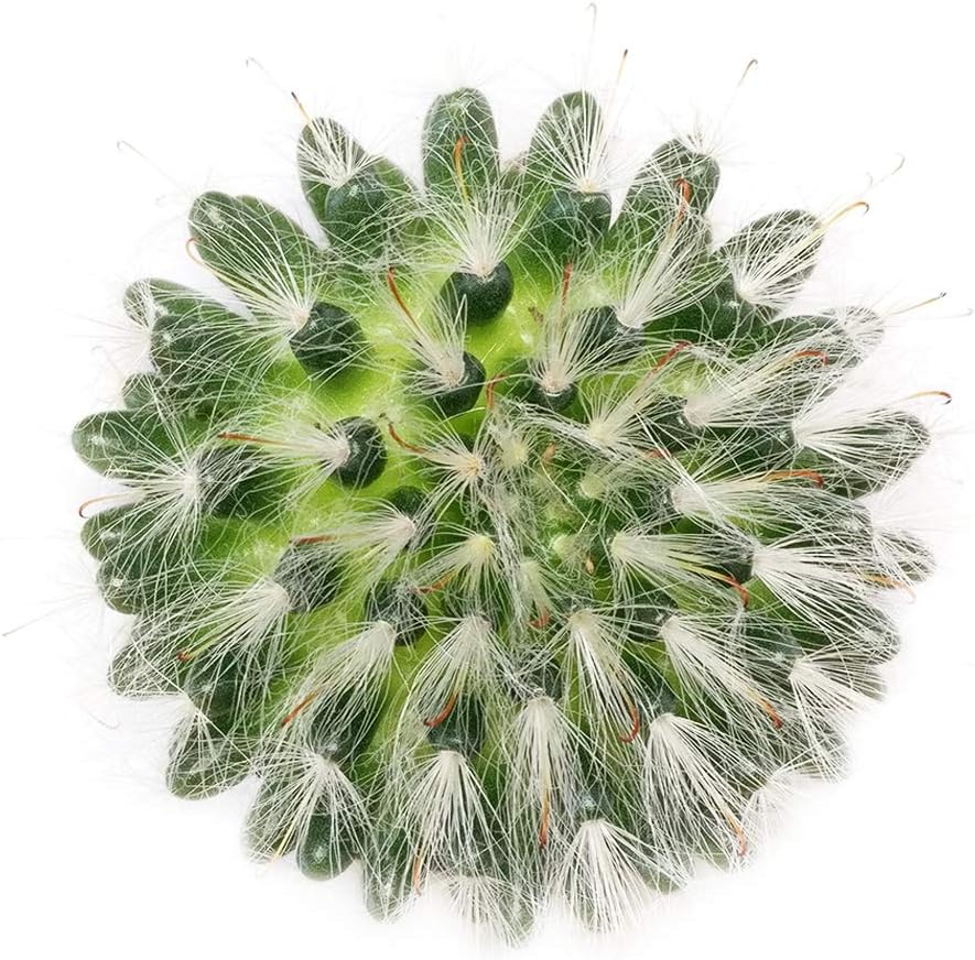 Mammillaria bocasana Powder Puff Cactus (3 inch)