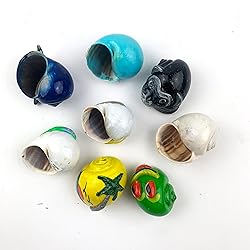 Worlds 8PC Assorted Dyed Painted Hermit Crab Shells