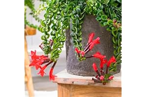 HILROQG Curly Lipstick Plants, Red Aeschynanthus Lipstick in 3 Inch Pot, Indoor Houseplant Planting
