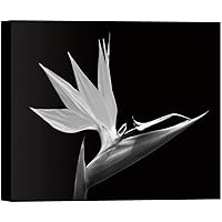 SIGNWIN Canvas Wall Art Bird of Paradise Floral Flower Photography Modern Art Romantics Closeup Dramatic Black and White for Living Room, Bedroom, Office - 12x18 inches