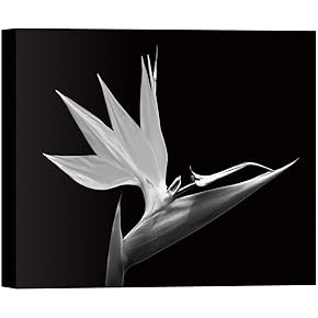 SIGNWIN Canvas Wall Art Bird of Paradise Floral...